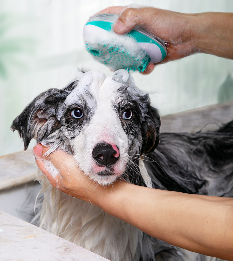 brosse nettoyante pour laver son chien