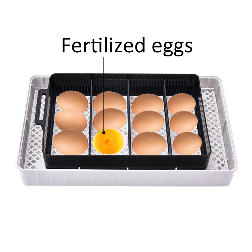 Large-Capacity Intelligent eggs Incubator