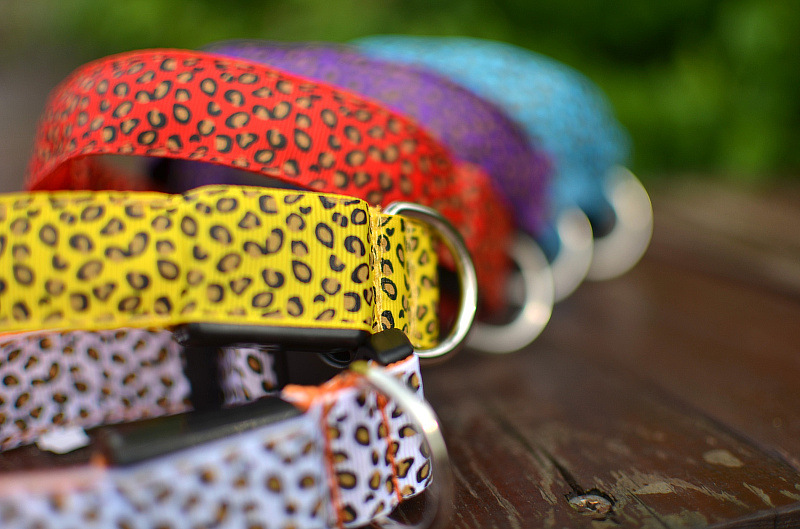 Trendy Leopard Print Collar | Petra Shops