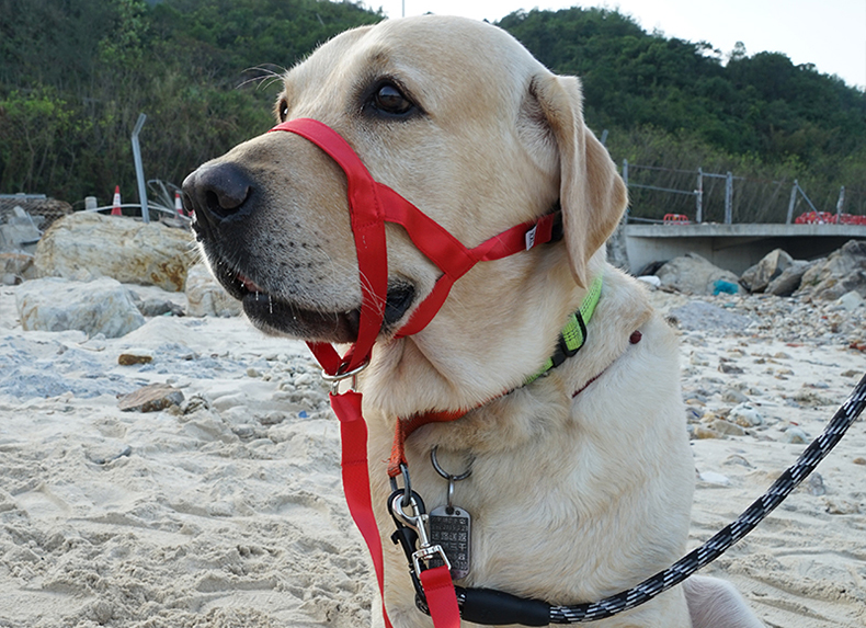 A dog wearing a Red Quick Fix for Dog Leash Tangles, seated on the sand, with a scenic backdrop of a dock and prominent rocks.