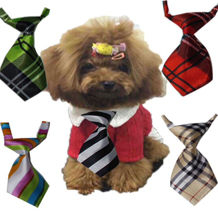 A small dog wearing a necktie surrounded by a variety of PawsomePup Neckties - fiercelysouthern