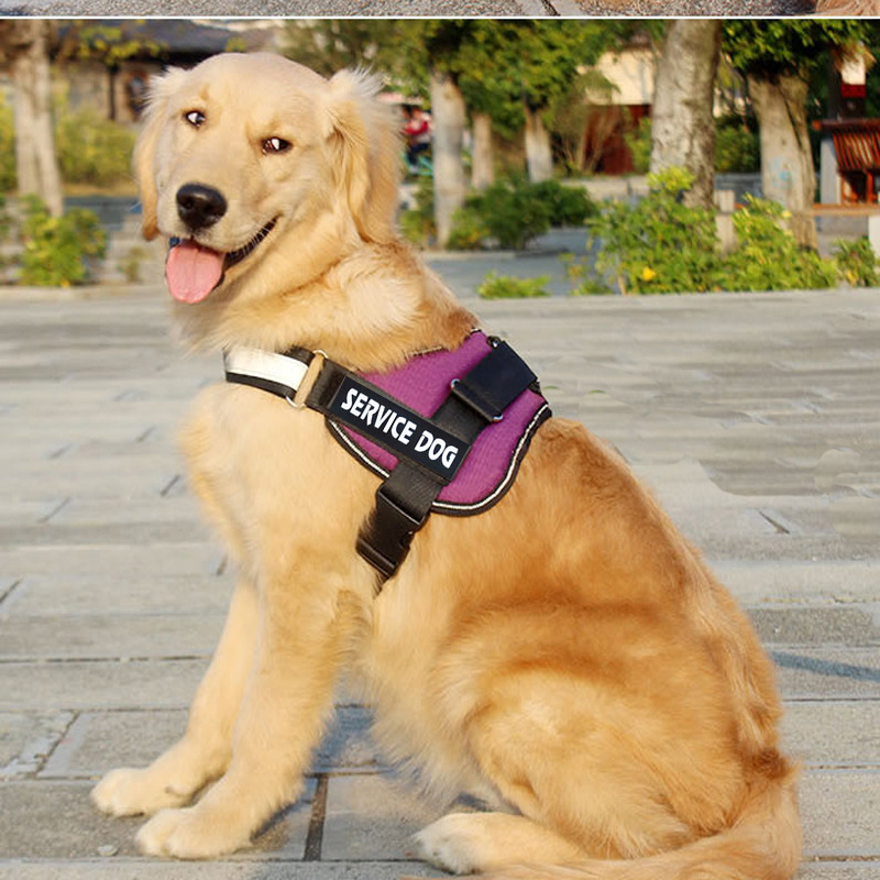 labrador-dog-harness-leash-cjdropshipping