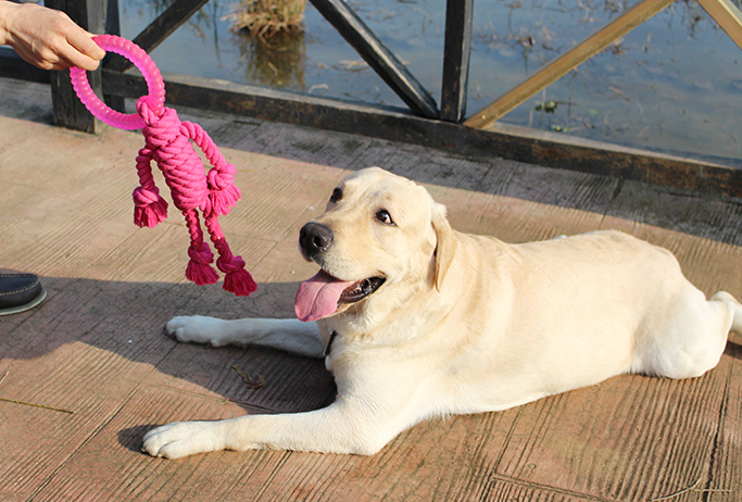 A Labrador Retriever lying on a pier deck crosswalk, head up, mouth open, basking in the warm sunlight. A man's hand extends the Big Dog Interactive Knot Toy, inviting playful interaction. Her shiny coat glistens beautifully.