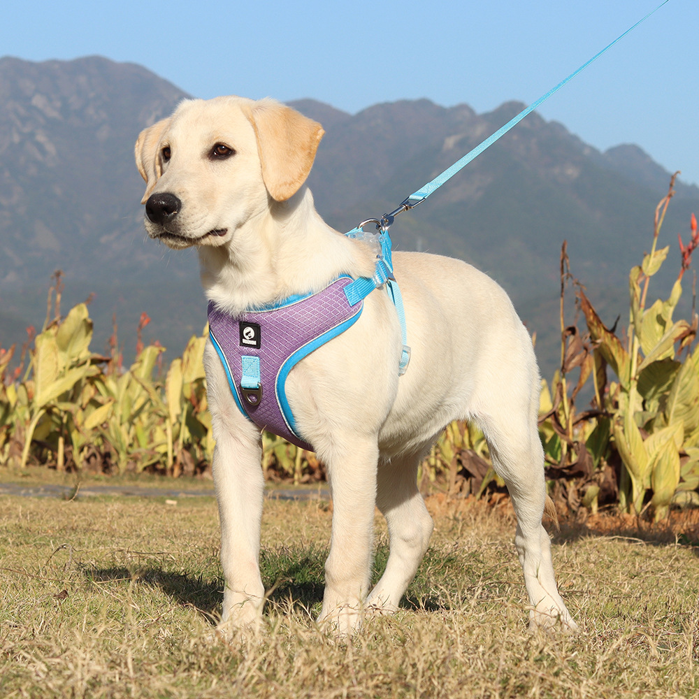 Breathable Pet Harness and leashes