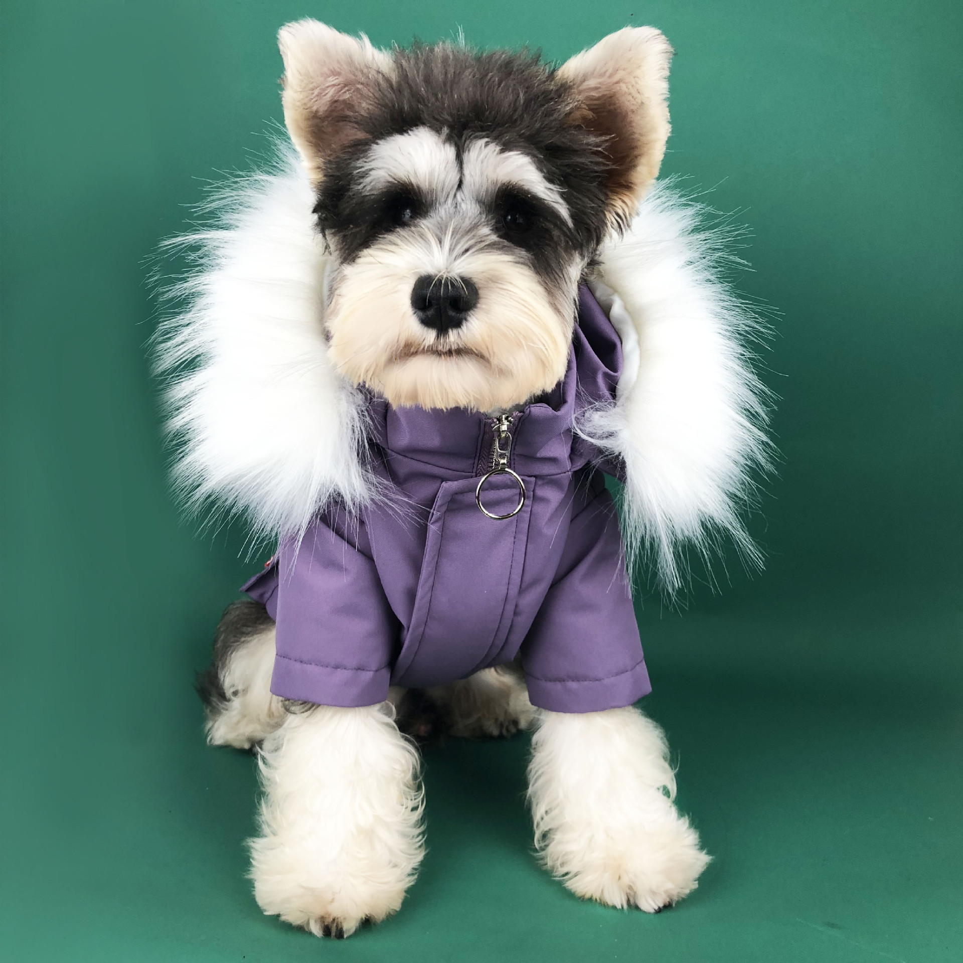 Winter Bulldog Coats