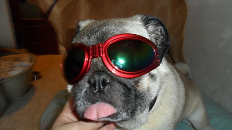 DogMEGA Dog Sunglasses | Colorful Sunglasses for Small, Medium and Large Dog