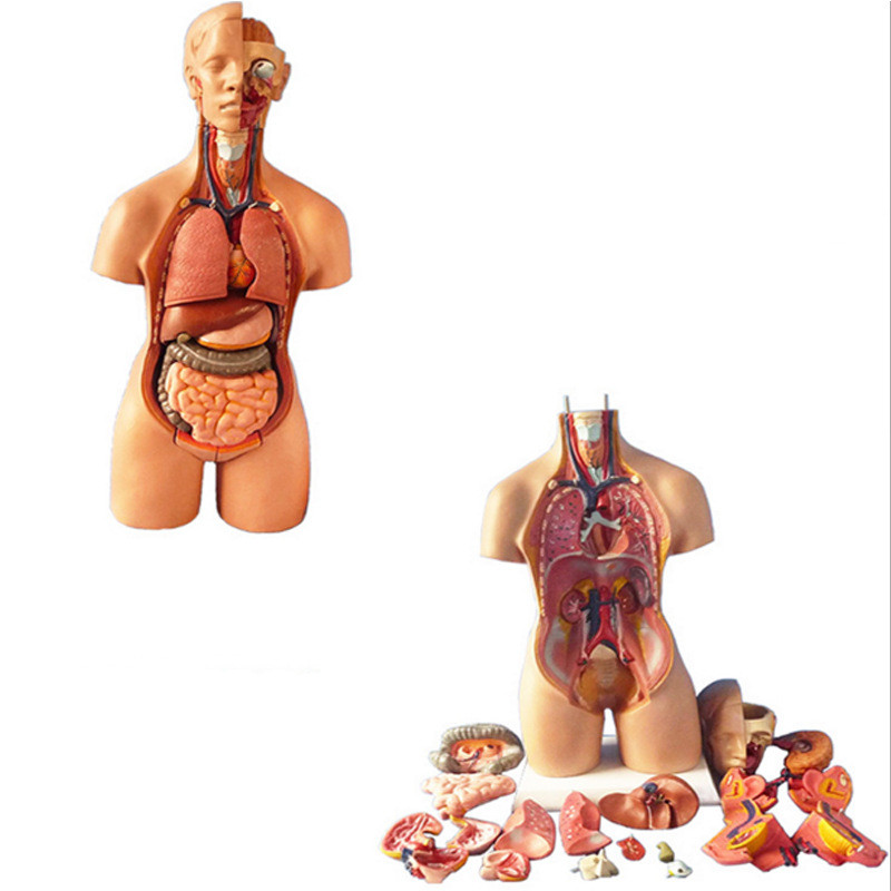 Removable Human Anatomical Model Organs for Medical Teaching at Rs ...