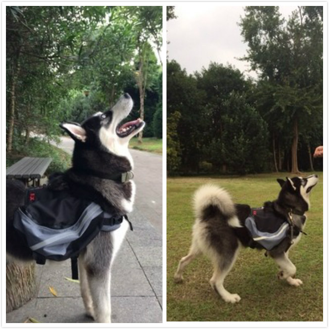 Dog Self Backpack | Small, Medium, and Large Dog Backpack