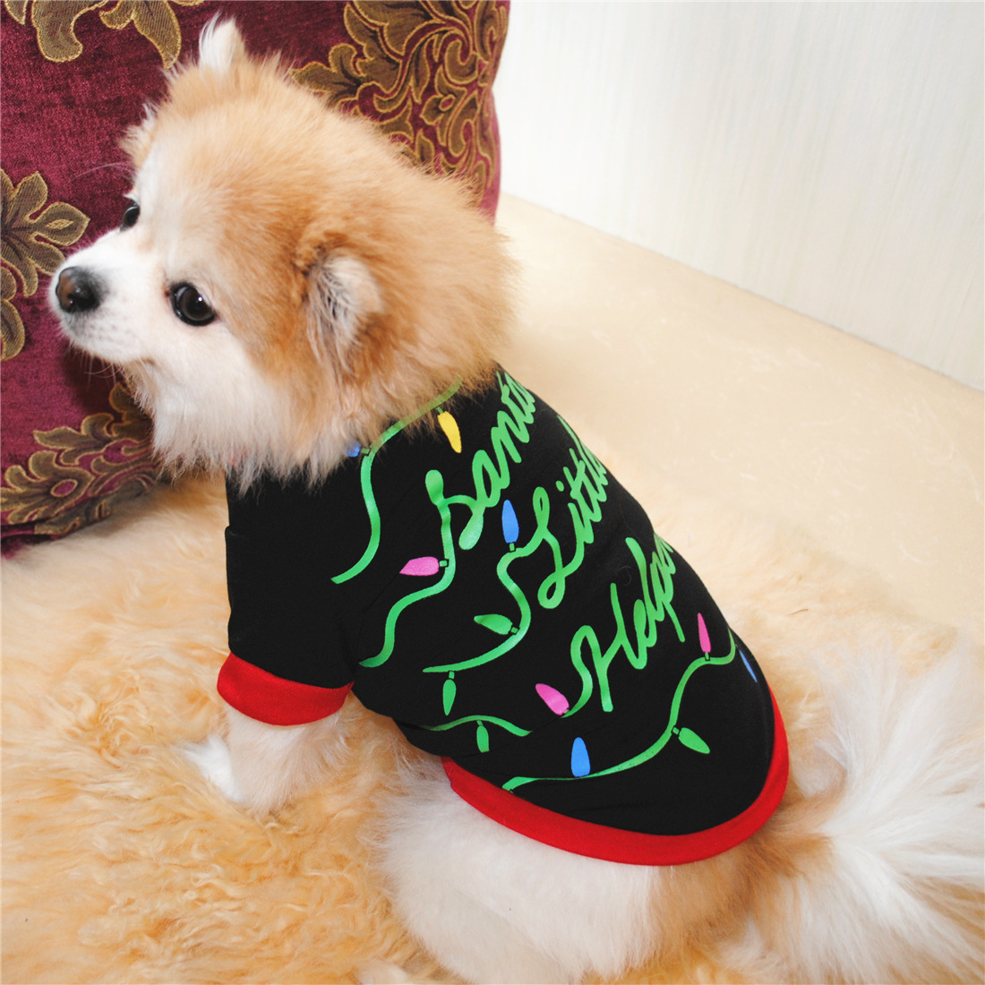 Small brown dog wearing a stylish Christmas Shirts on a vivid background.