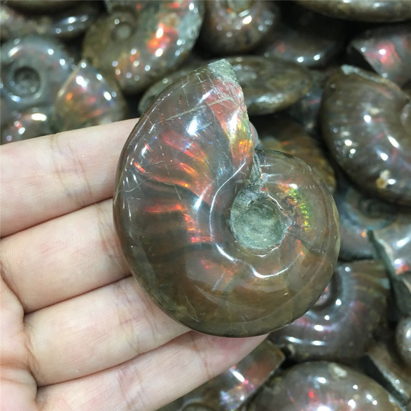 Natural Jade Snail Fossil Specimen CJdropshipping